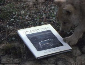 Wolf reading book.